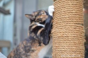Catios:безопасный уличный вольер для кошек