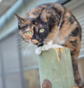 Catios:безопасный уличный вольер для кошек
