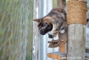 Catios:Bezpečný venkovní výběh pro kočky
