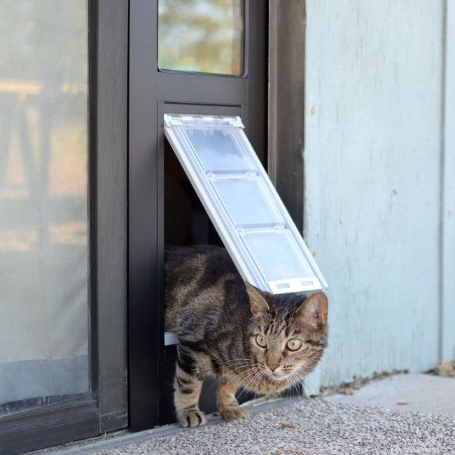 Как приучить кошку пользоваться кошачьей дверью