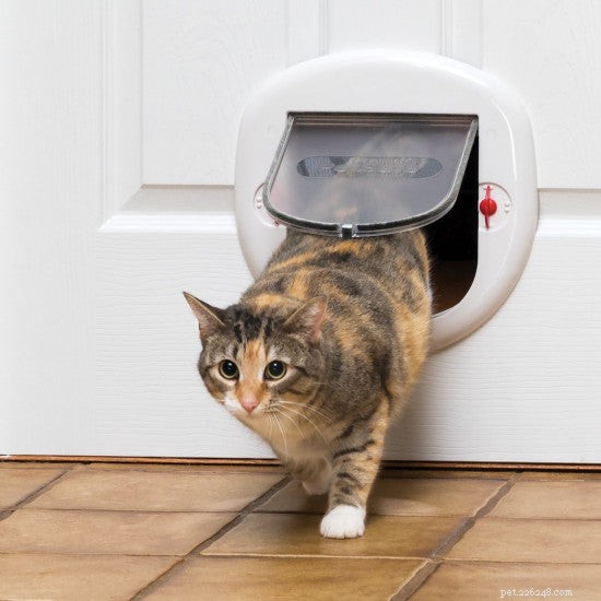 Come addestrare il tuo gatto a usare la porta per gatti