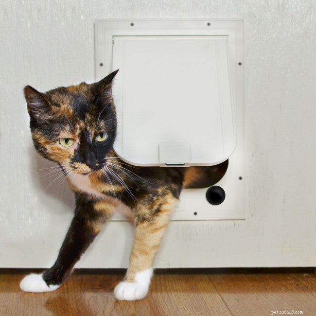 猫のドアを使用するように猫を訓練する方法 