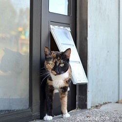 Как предотвратить побег домашних кошек