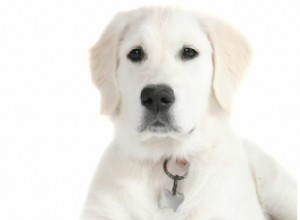 O que é um Golden Retriever de creme inglês? 