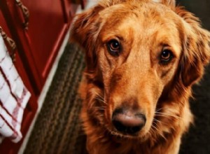 O que é um Golden Retriever vermelho?