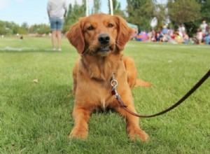 Goldador:mix di famosi labrador e Golden Retriever