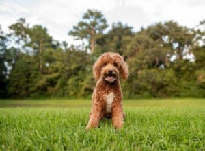 Mini Goldendoodle – Informações sobre a raça, caráter, treinamento e mais