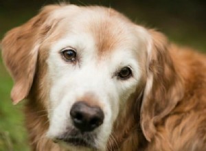 13 anos é velho para um Golden Retriever? Qual é a vida útil média do Golden Retriever?