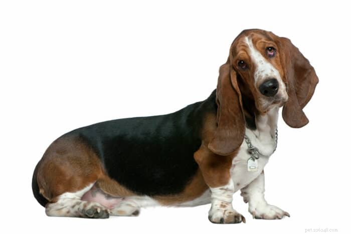 バセットハウンド犬の素晴らしい名前–私たちの決定的なリスト 