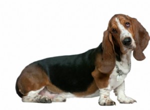 Grandes nomes para cães Basset Hound – nossa lista definitiva