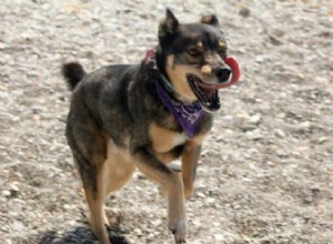 Rottskies:Rottweiler encontra Husky neste cruzamento de design