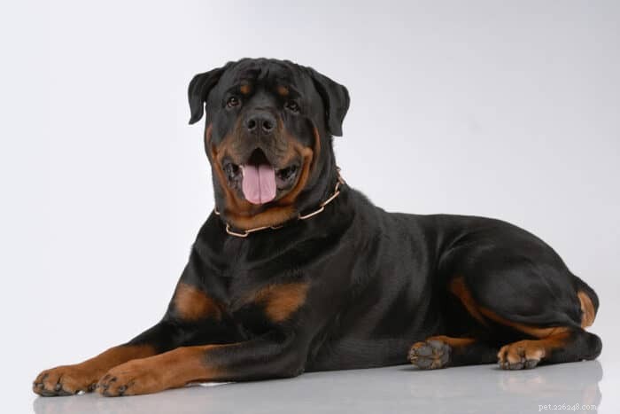 Melhores nomes para seu filhote de Rottweiler – cães fortes e leais