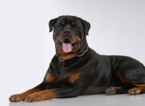 I nomi migliori per il tuo cucciolo di Rottweiler:cani forti e leali