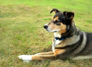 Mistura de husky de pastor alemão:o que esperar