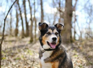 Shollies:cane di razza mista Border Collie e pastore tedesco