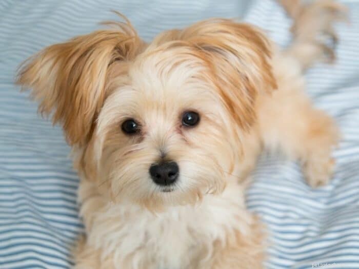 Morkie-puppy s – Maak kennis met de Maltese Yorkshire Terrier-mix