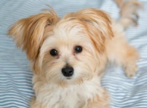 Cachorrinhos Morkie – Conheça o Maltês Yorkshire Terrier Mix