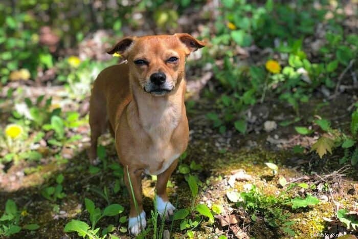 Chiweenie:estatísticas vitais sobre a mistura Chihuahua-Dachshund