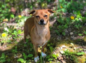 Chiweenie:estatísticas vitais sobre a mistura Chihuahua-Dachshund