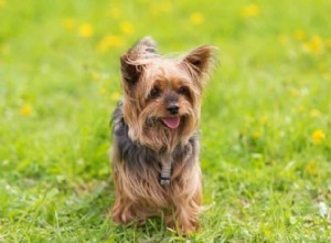 Principais nomes de yorkshires:como devo nomear meu yorkshire terrier?