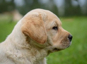 I migliori nomi di cani per i laboratori gialli