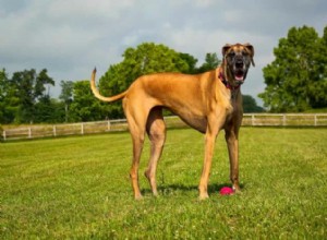 Melhores nomes de cães para dinamarqueses