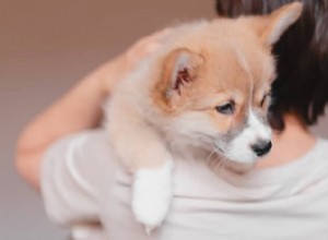 Melhores nomes de cachorro para filhotes atrevidos com atitude