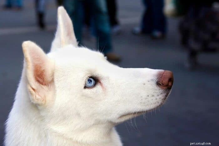 Nomes de cachorro de olhos azuis – Nomes inspirados na natureza, cor e filme