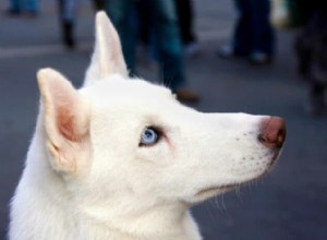 Nomes de cachorro de olhos azuis – Nomes inspirados na natureza, cor e filme