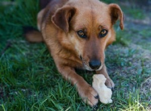 Cães Cur Americanos:tudo o que você precisa saber