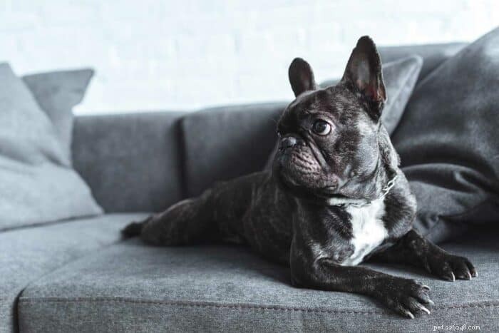 Blå fransk bulldogg – The Perfect City Apartment Roommate