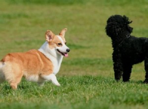 Corgipoos:estatísticas vitais sobre a raça mista Corgi-Poodle