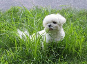 Teacup Maltese:жизненные показатели этих крошечных щенков