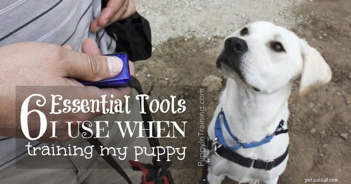De 6 essentiële hulpmiddelen die ik gebruik bij het trainen van mijn puppy