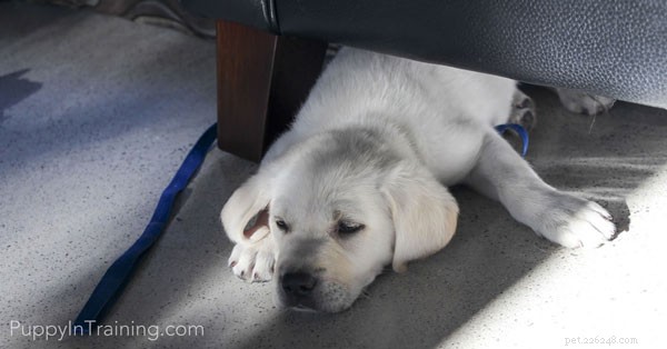 Quanto costa un cucciolo di Labrador Retriever?