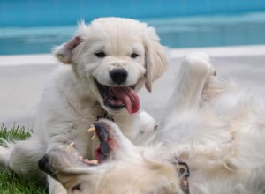 Meu cachorro foi atacado por outro cachorro agora está com medo