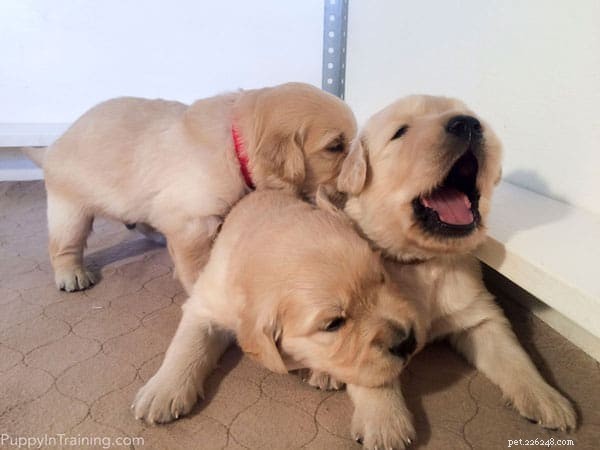 Ons nestje Golden Retriever Pups – Week 3