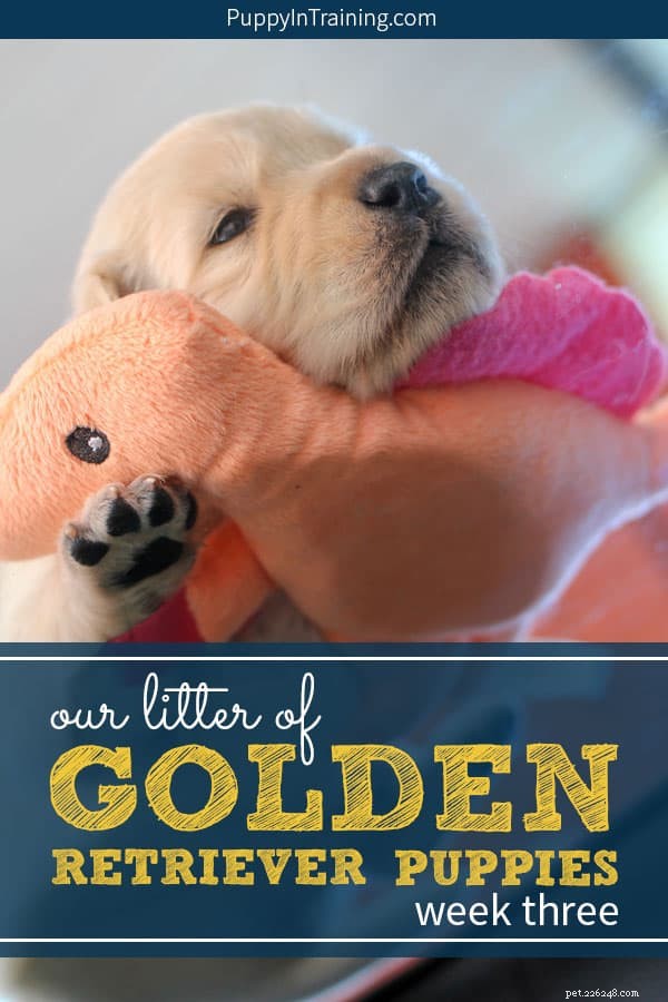 La nostra cucciolata di cuccioli di Golden Retriever – Settimana 3