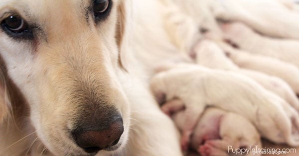 Kontrolní seznam pro porod – jaké pomůcky potřebujete, než bude mít váš pes vrh štěňat?