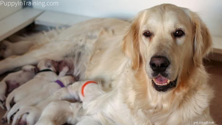 Kontrolní seznam pro porod – jaké pomůcky potřebujete, než bude mít váš pes vrh štěňat?