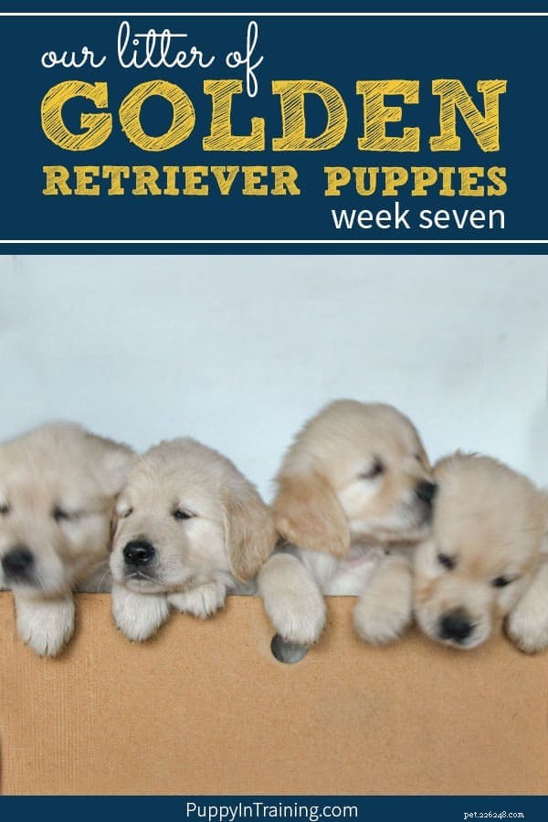 La nostra cucciolata di cuccioli di Golden Retriever – Settimana 7