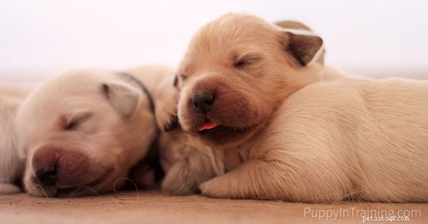 Kdy vezmete novorozené štěně k veterináři?