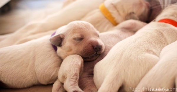 Когда везти новорожденного щенка к ветеринару?