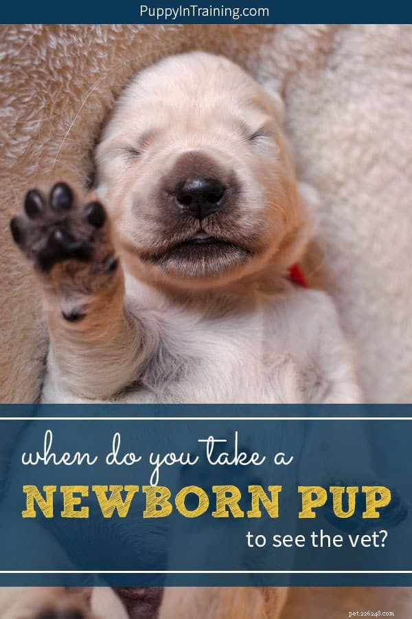 Quand emmenez-vous un chiot nouveau-né chez le vétérinaire ?