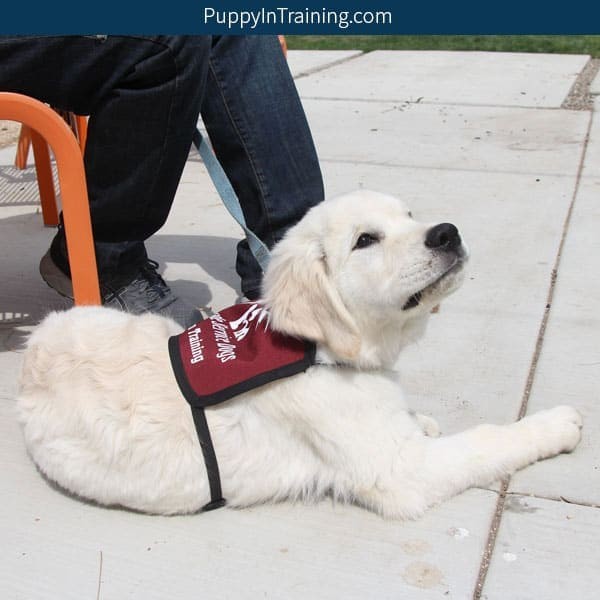 プロジェクト：訓練中の介助犬 