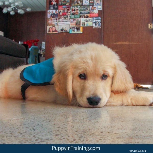 プロジェクト：訓練中の介助犬 