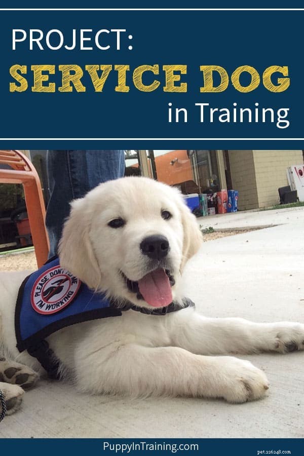 PROJETO:cão de serviço em treinamento