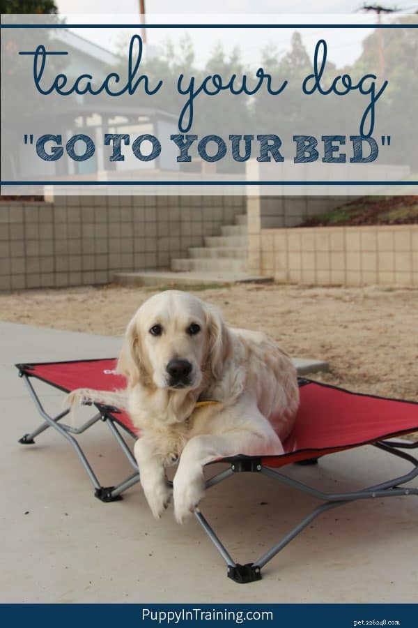 Como ensinar seu cachorro a “ir para sua cama”