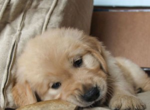 Os chifres de veado para cães são um bom brinquedo para mastigar?