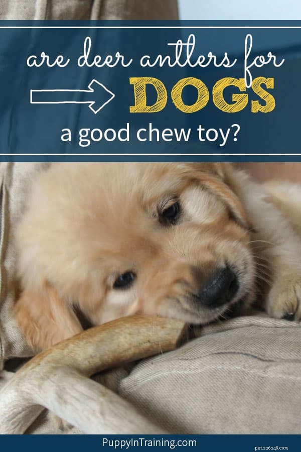 Os chifres de veado para cães são um bom brinquedo para mastigar?